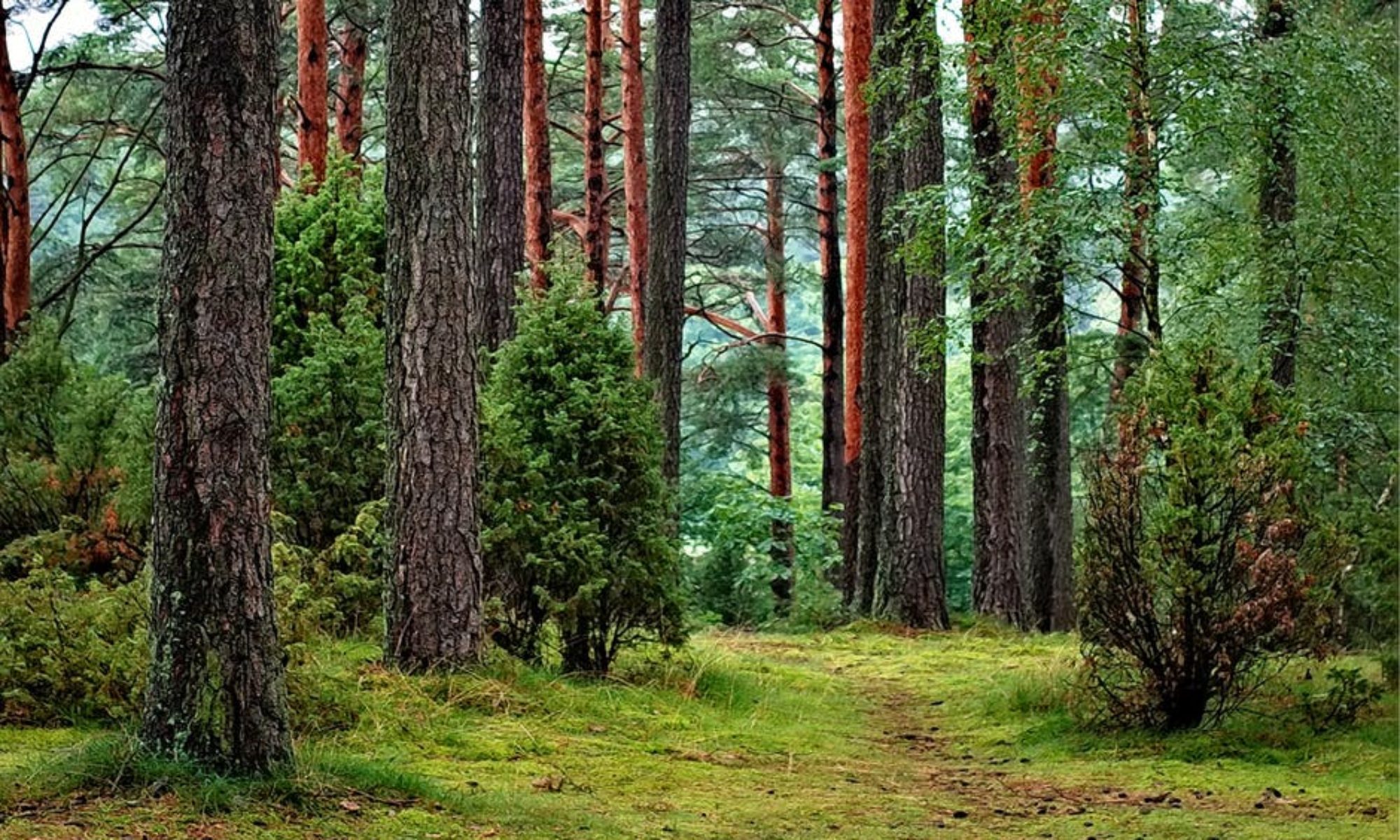 Services Fertile Earth Land Care